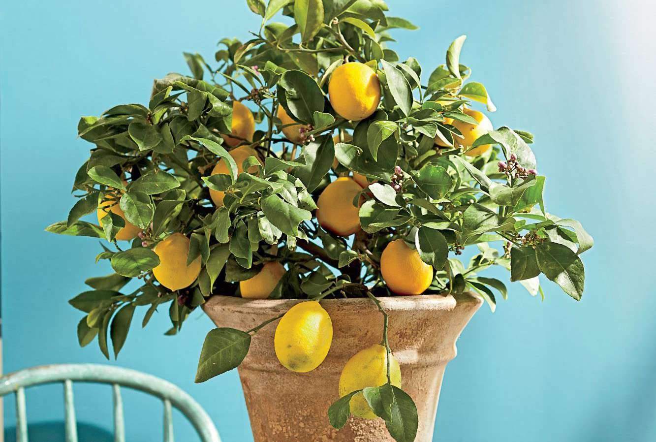 Premium Meyer lemon seeds for home citrus growing