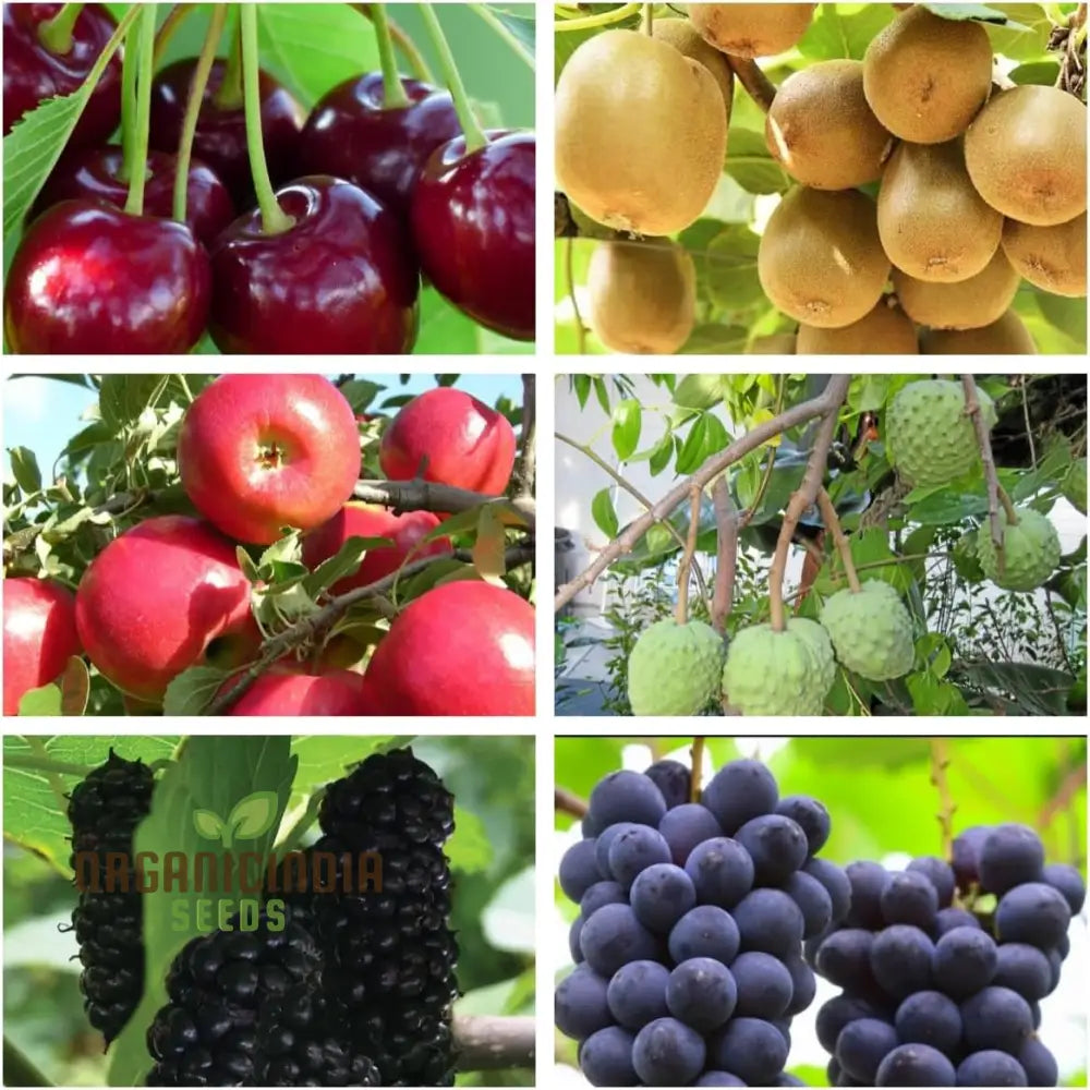 Premium mixed fruit seeds for planting non-GMO variety