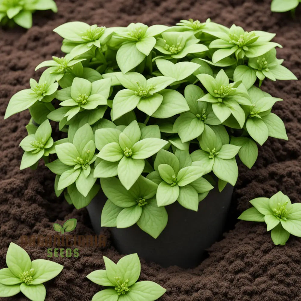 Premium Pachysandra seeds for ground cover planting