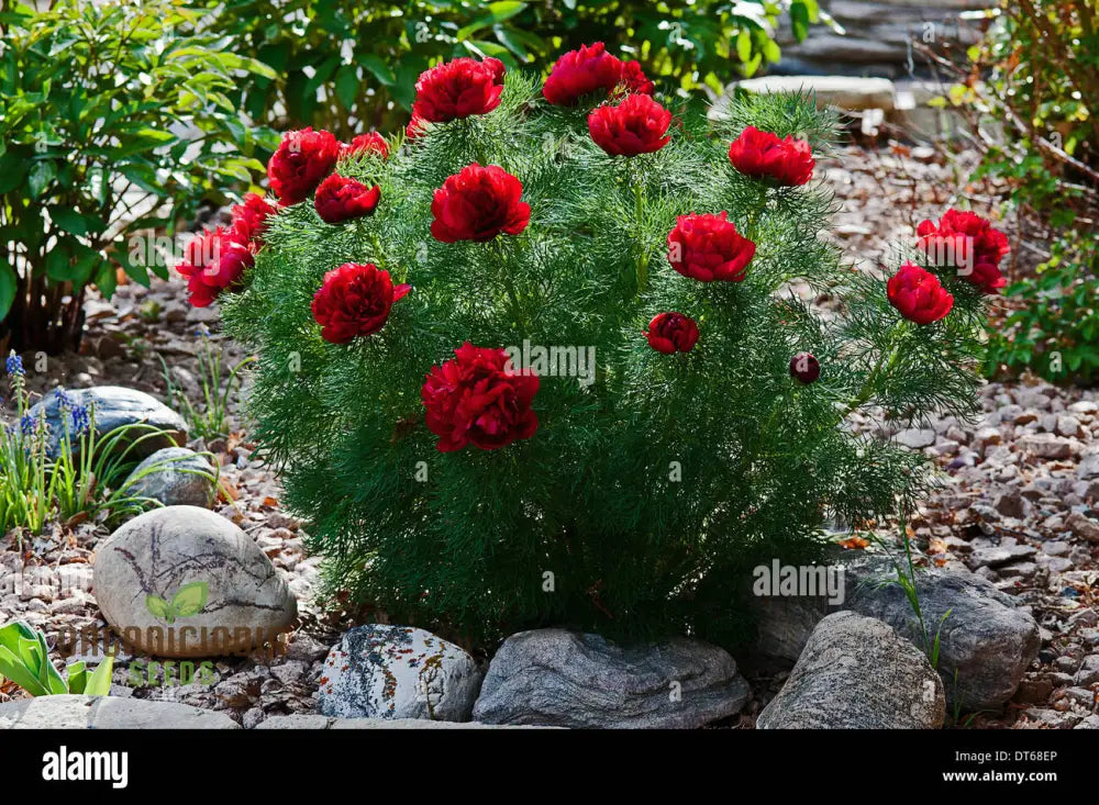 Premium Paeonia Tenuifolia Seeds Fern Leaf Peony Flower For Ornamental Garden Planting Perennials