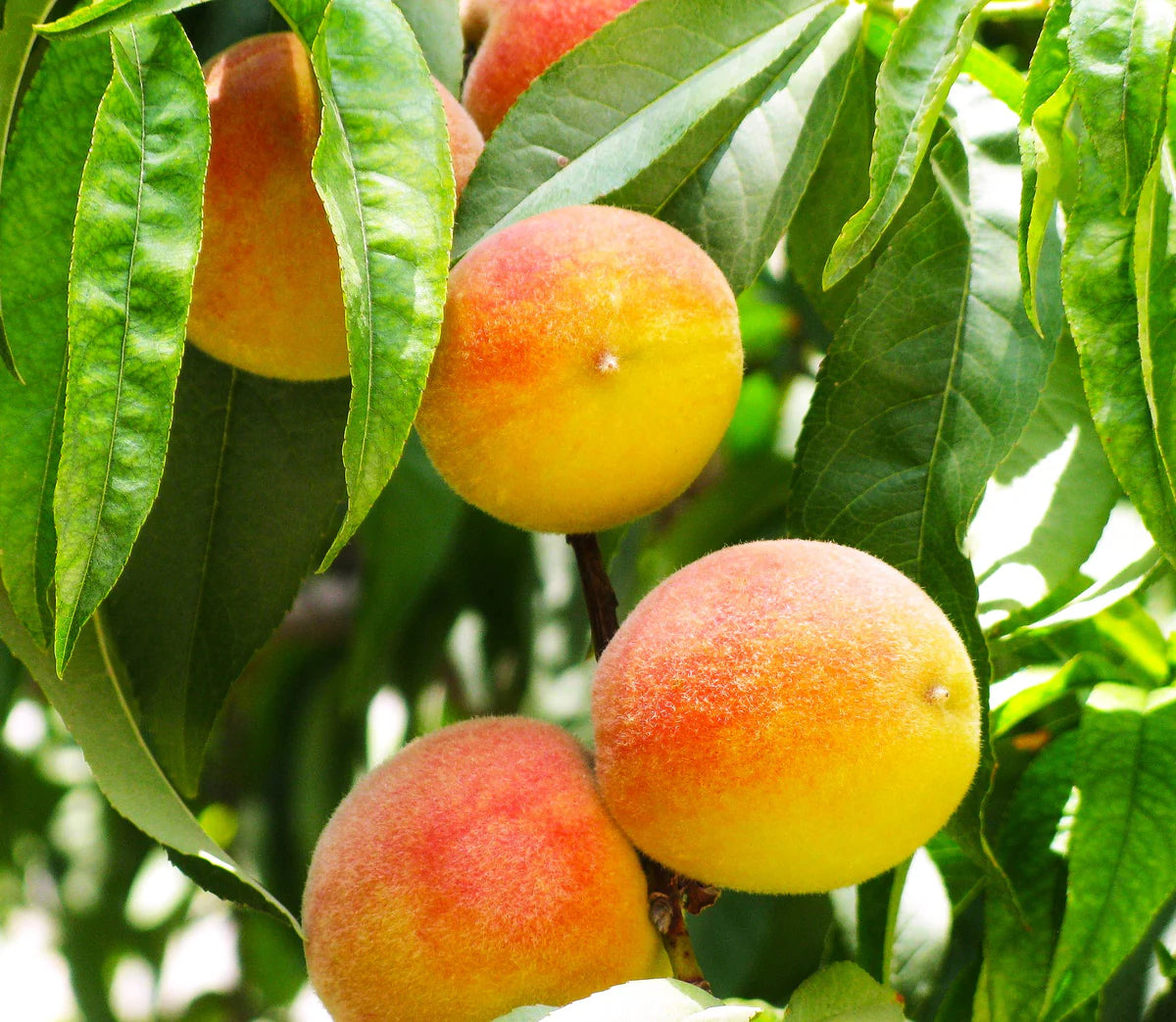 Premium peach tree seeds for growing sweet, flavorful fruits