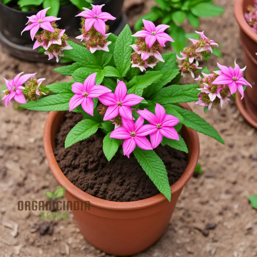 Premium Pentaâ€™s Lanceolate Seeds - Abundant Flower Bulk For Planting And Gardening Beauty Annuals