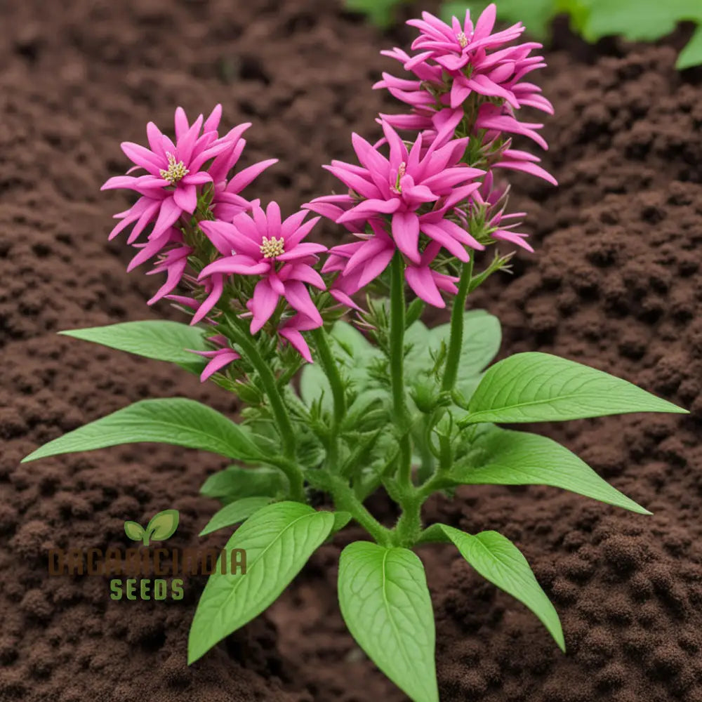 Premium Pentaâ€™s Lanceolate Seeds - Abundant Flower Bulk For Planting And Gardening Beauty Annuals