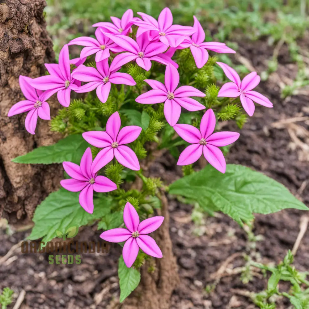 Premium Pentaâ€™s Lanceolate Seeds - Abundant Flower Bulk For Planting And Gardening Beauty Annuals