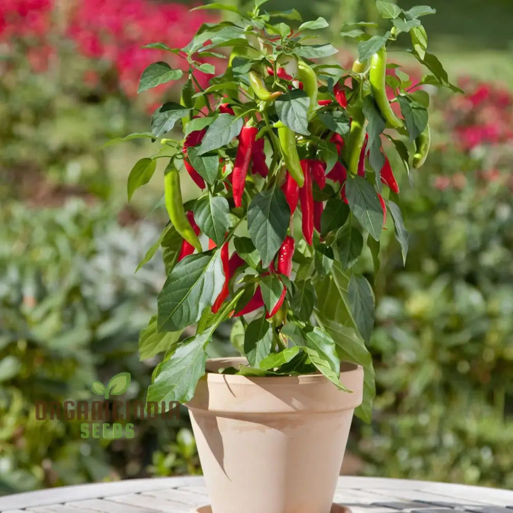 Premium Pepper Hot Chilli Jalapeno Gourmet Seeds â€“ Grow Your Own Spicy Harvest!