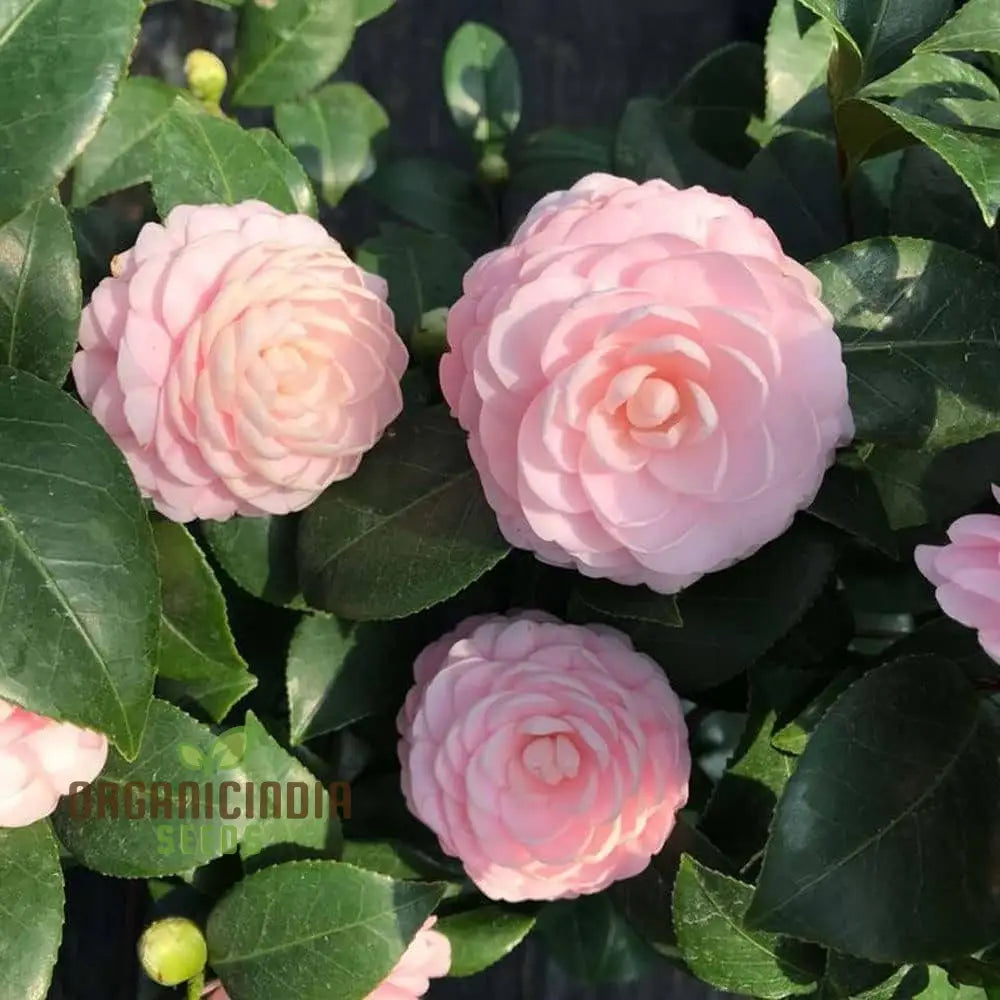 Premium pink camellia gardening seeds