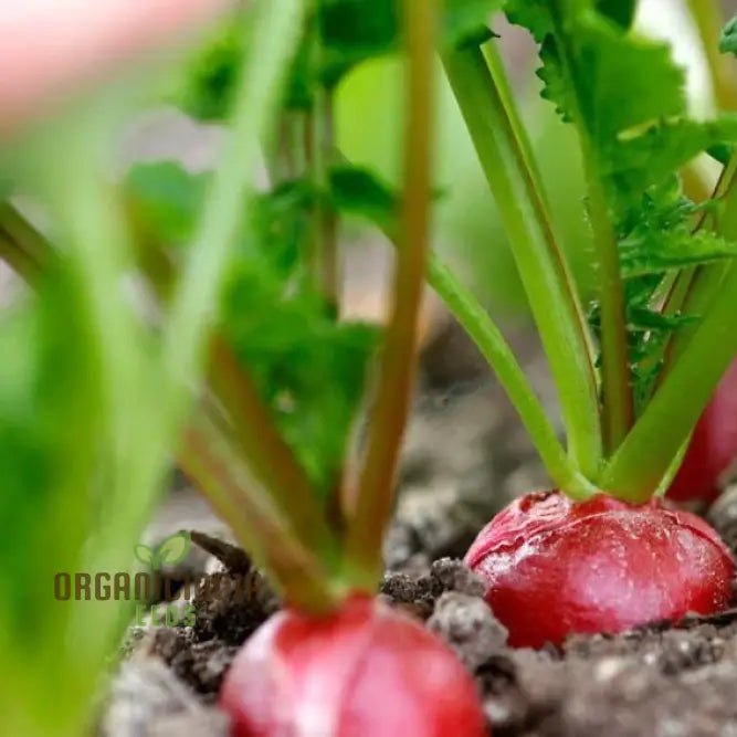 Premium Pink Radish Seeds for Home Garden, Heirloom Vegetable Seeds