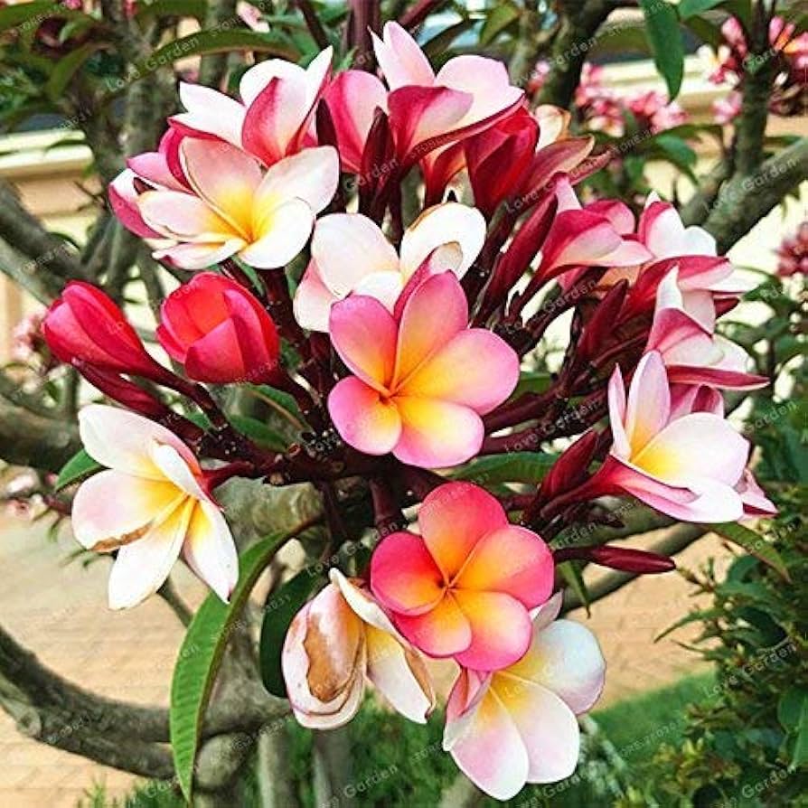 Premium Plumeria Rubra Seeds for tropical gardens