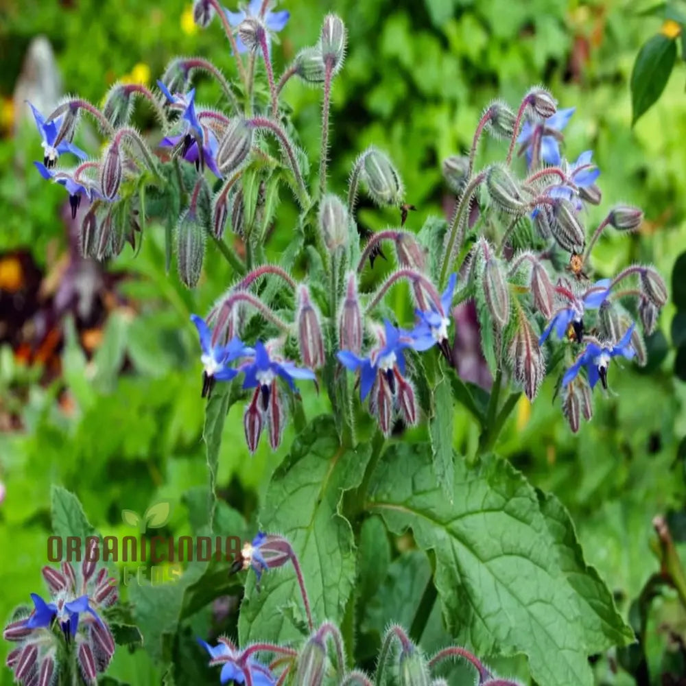 Premium Quality Non-GMO Borage Seeds with High Germination