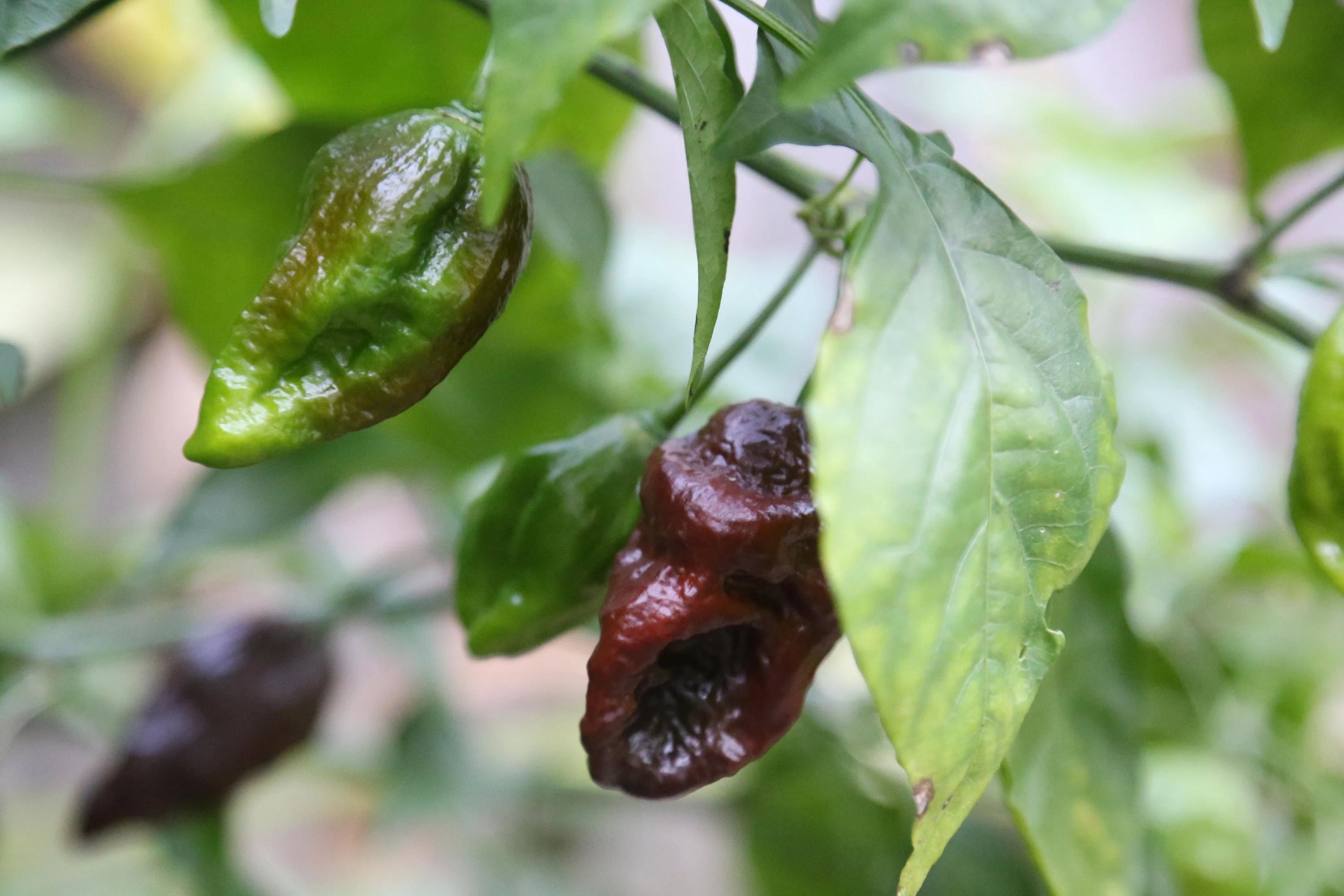 Premium Quality Chocolate Fatalii Pepper Seeds – Non-GMO Variety