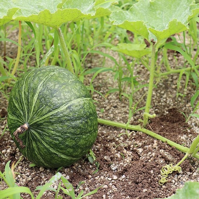 Premium Quality Japanese Green Pumpkin Seeds for Home Garden