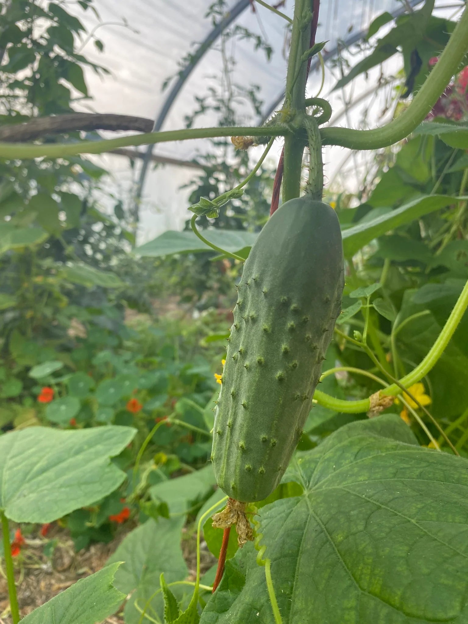 Premium Quality National Pickling Cucumber Seeds for Home Garden