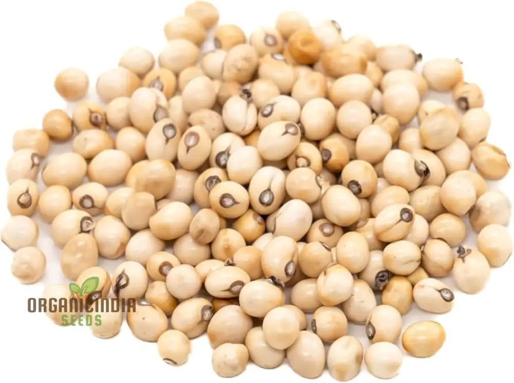 Premium Quality Non-GMO White Gunja Seeds for Cultivation