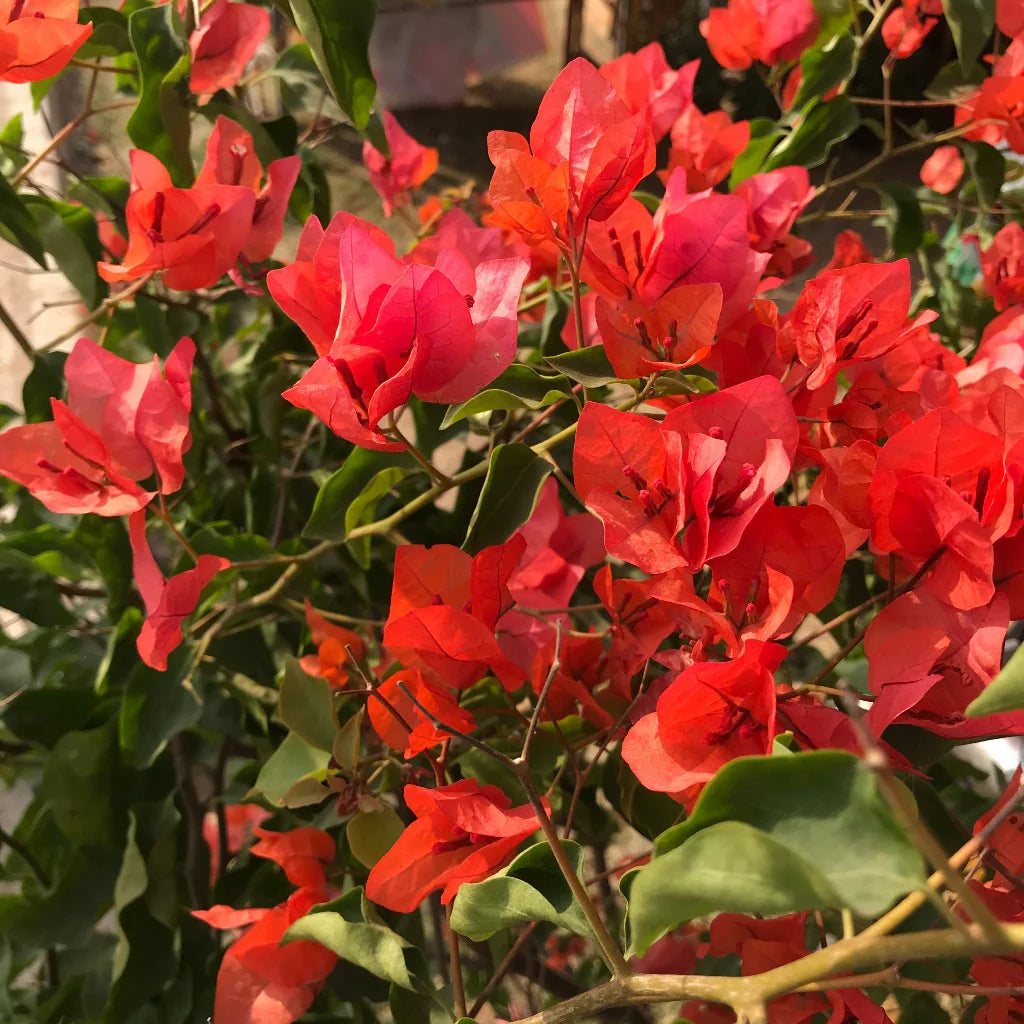 Premium Non-GMO red bougainvillea seeds