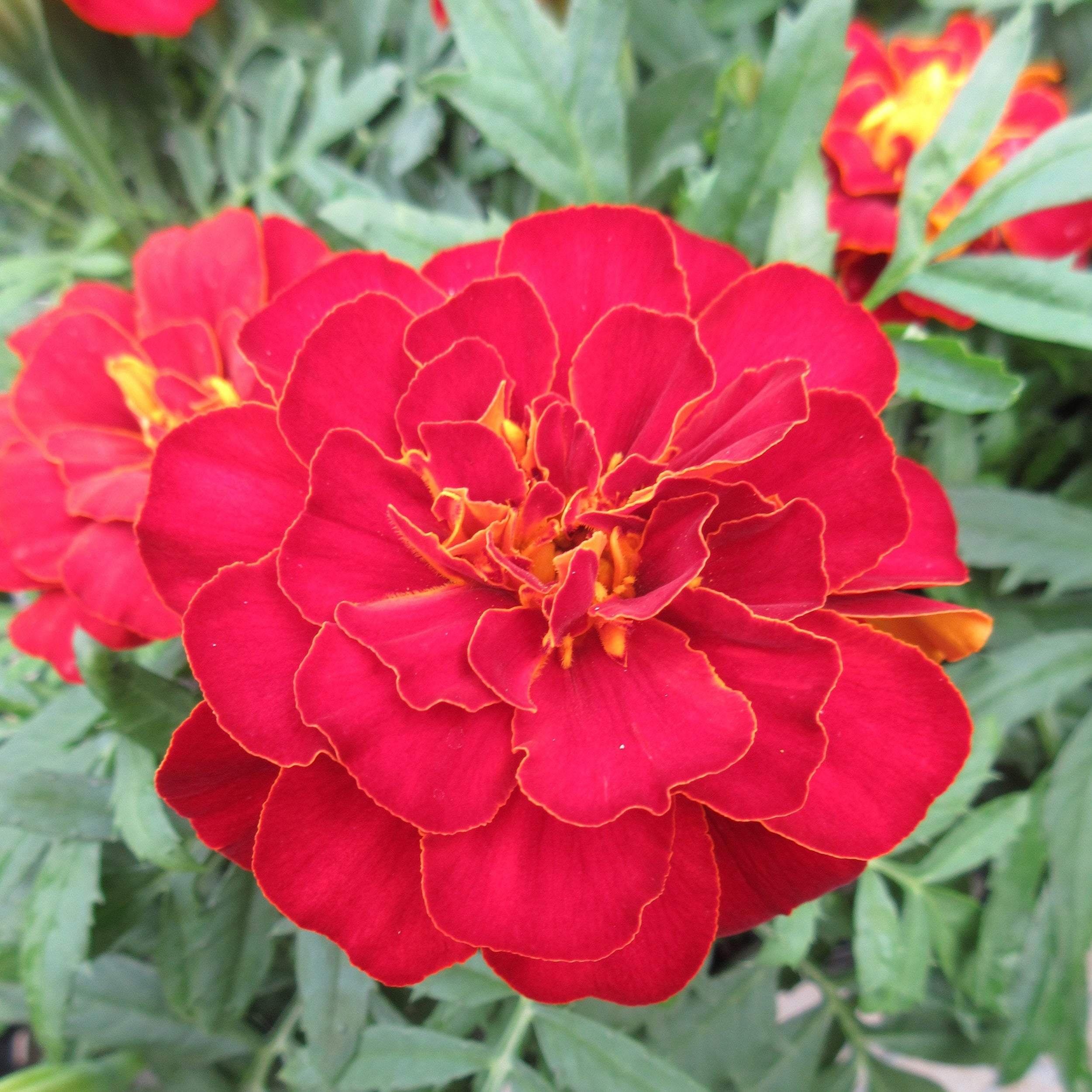 Premium Red Marigold flower seeds