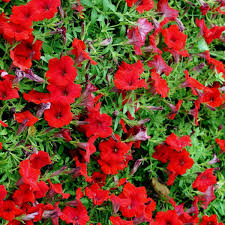 Premium Scarlet Red Petunia Seeds for Home Garden Planting