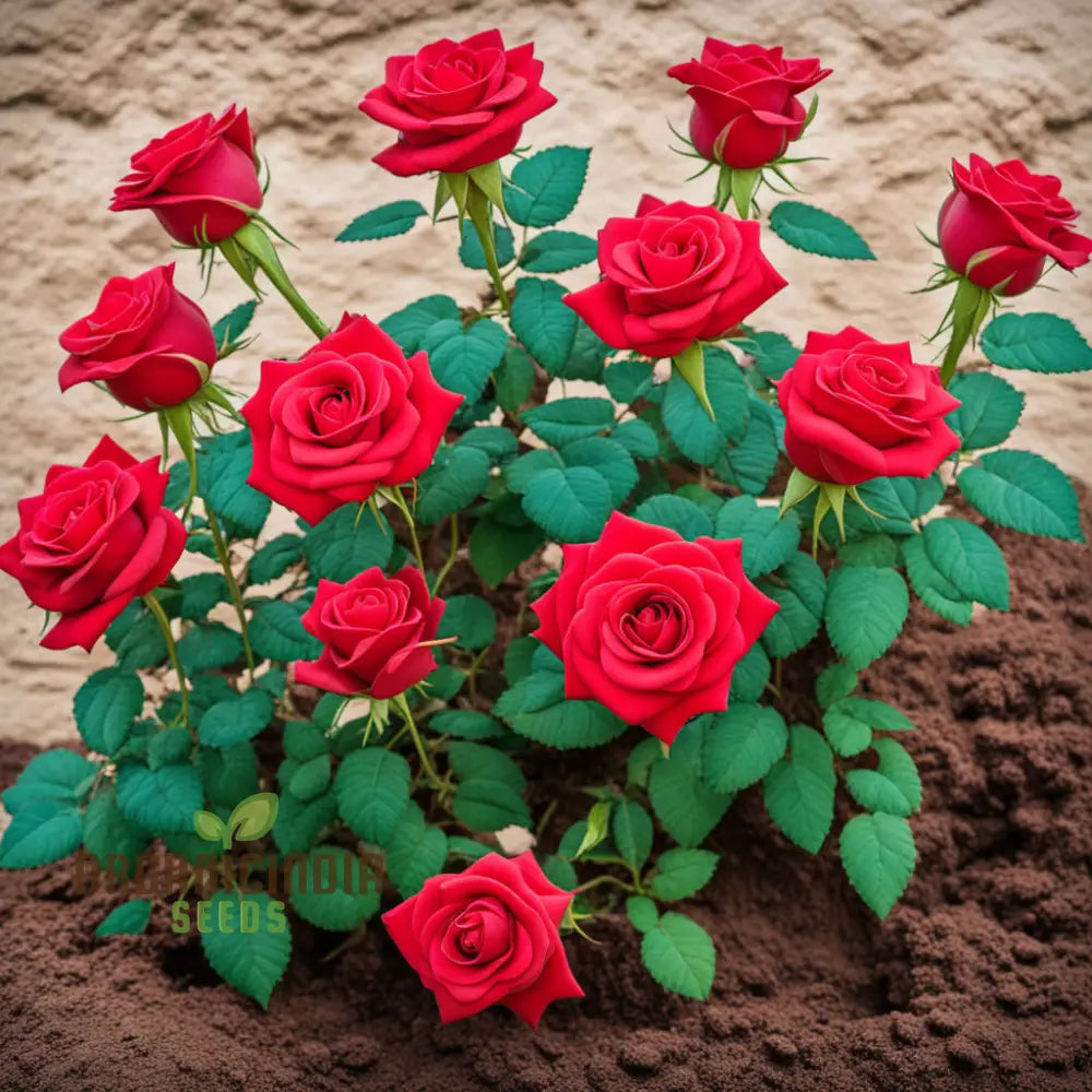 Premium red rose flower seeds for planting