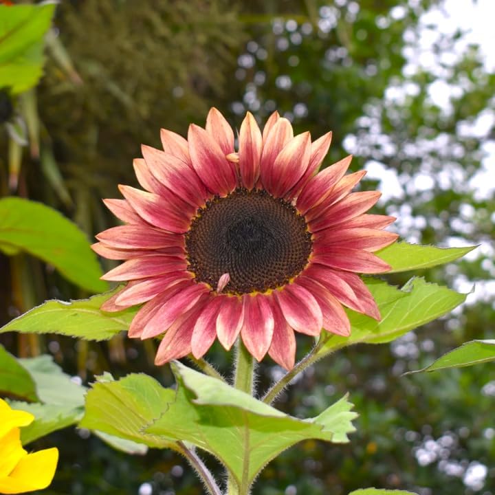 Premium Ruby Passion Sunflower Seeds for Colorful Garden Displays