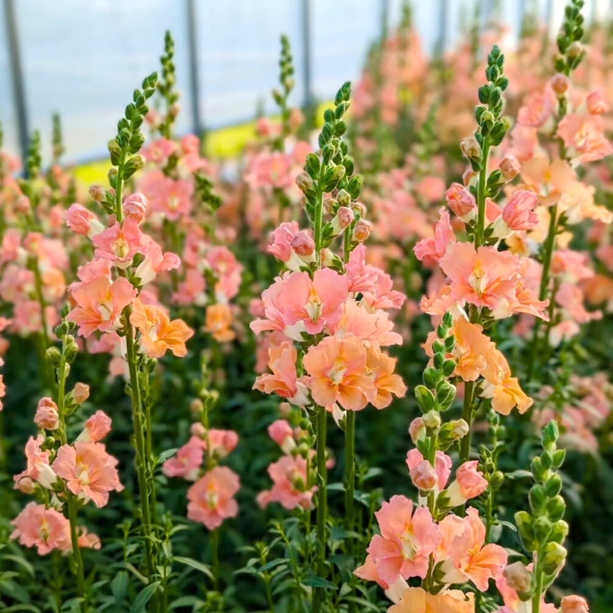 Premium Salmon Snapdragon Seeds for Home Garden Planting