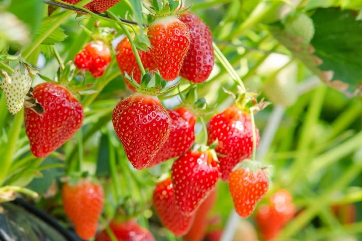 Premium San Andreas strawberry seeds producing large red berries