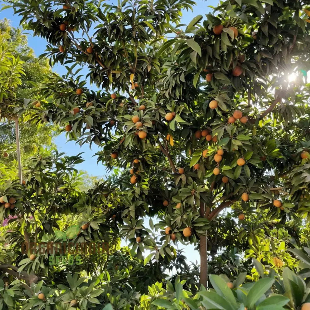 Premium Sapota fruit seeds for planting and fruit cultivation