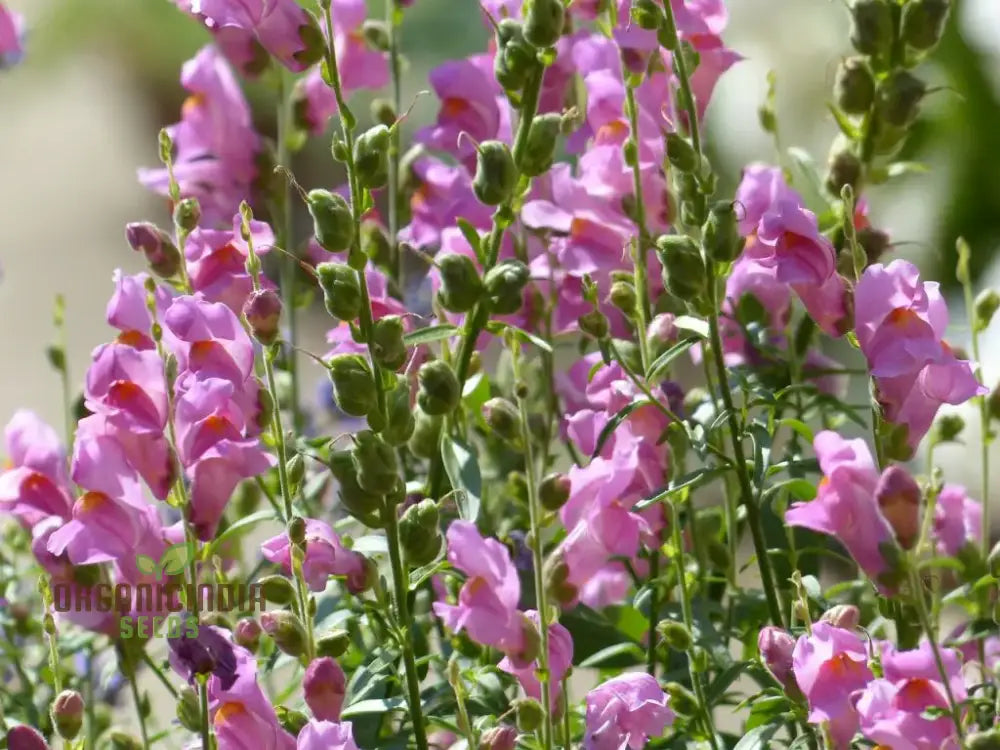 Premium Snapdragon Seeds with Unique Twisting Blooms