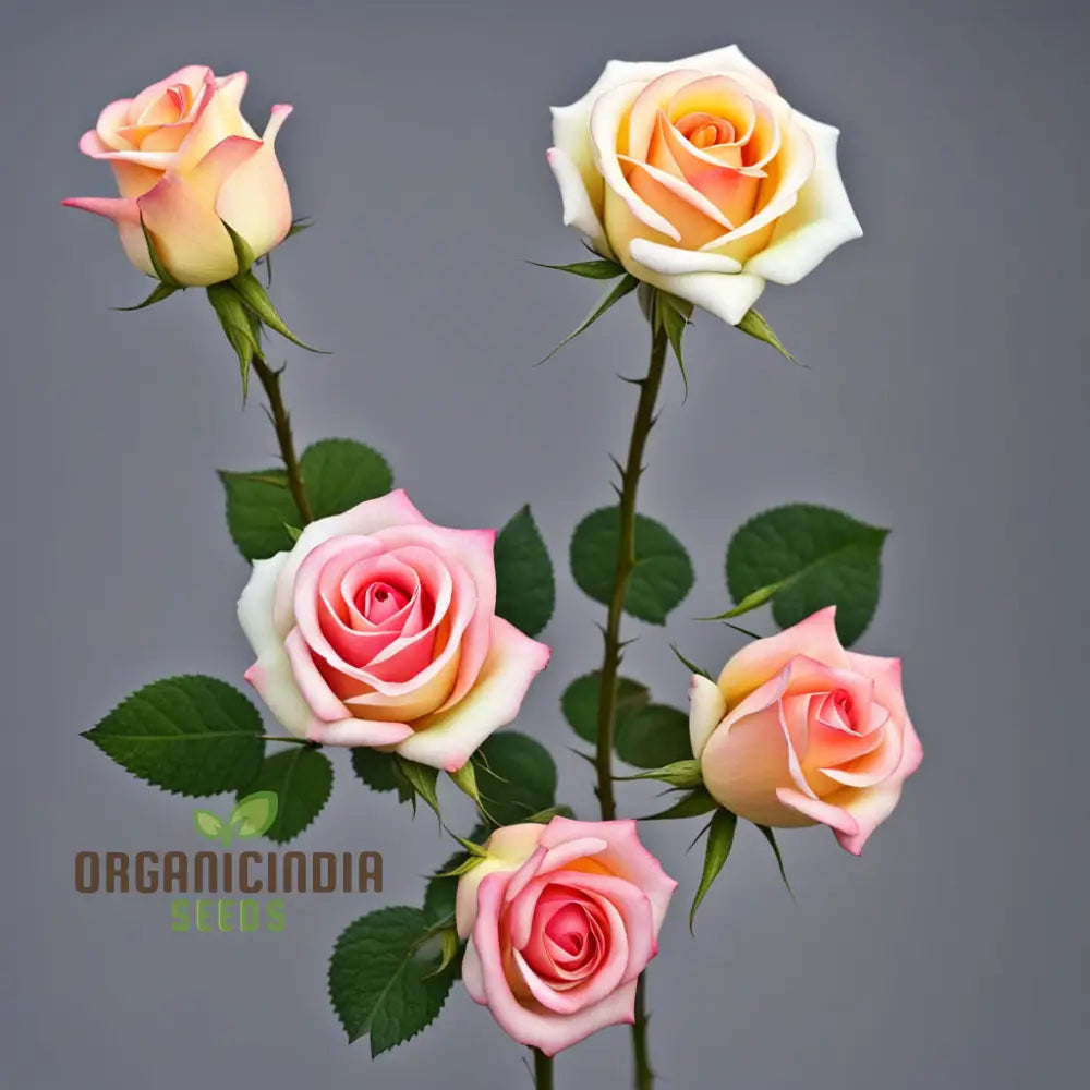 Premium Tricolour Rose Seeds for Outdoor Flower Gardening