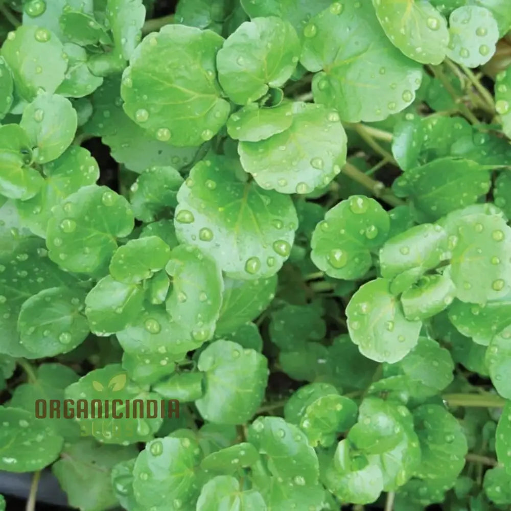 Premium Watercress Seeds for Planting, Fast-Growing Non-GMO Garden Seeds
