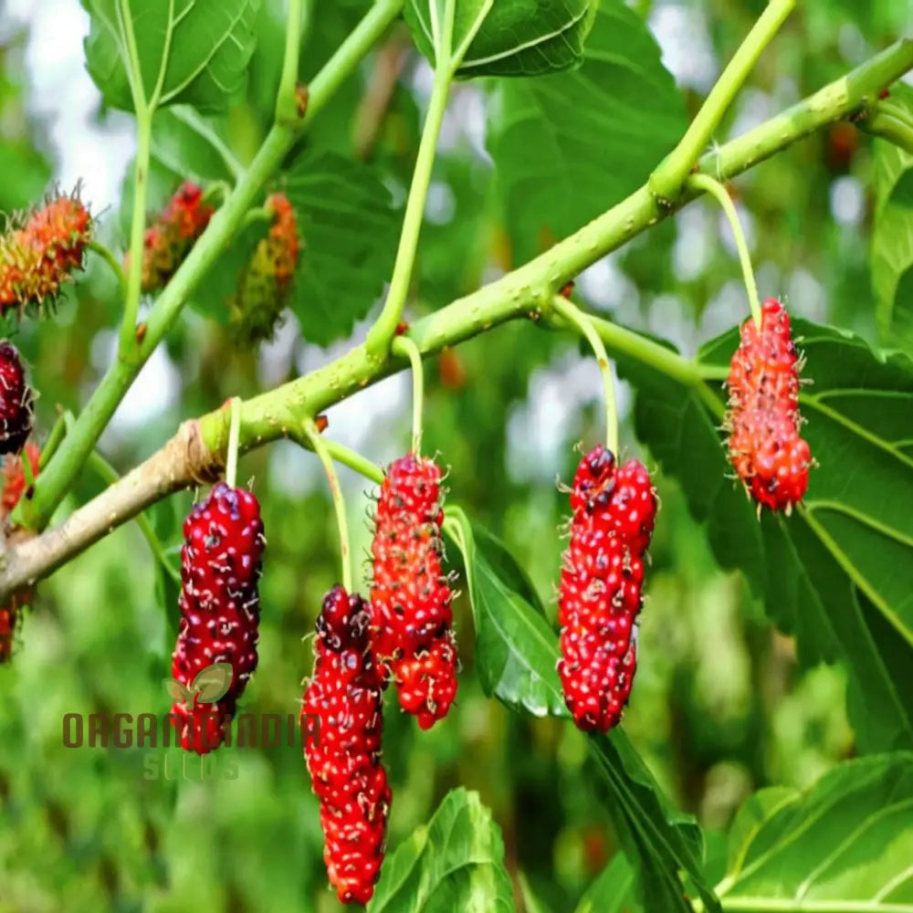 Premium quality weeping mulberry seeds for fruit-bearing garden trees