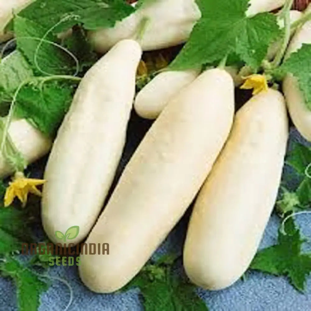 Premium White Cucumber Vegetable Seeds For Gardening Enthusiasts â€“ Grow Your Own Delicious Cucumbers