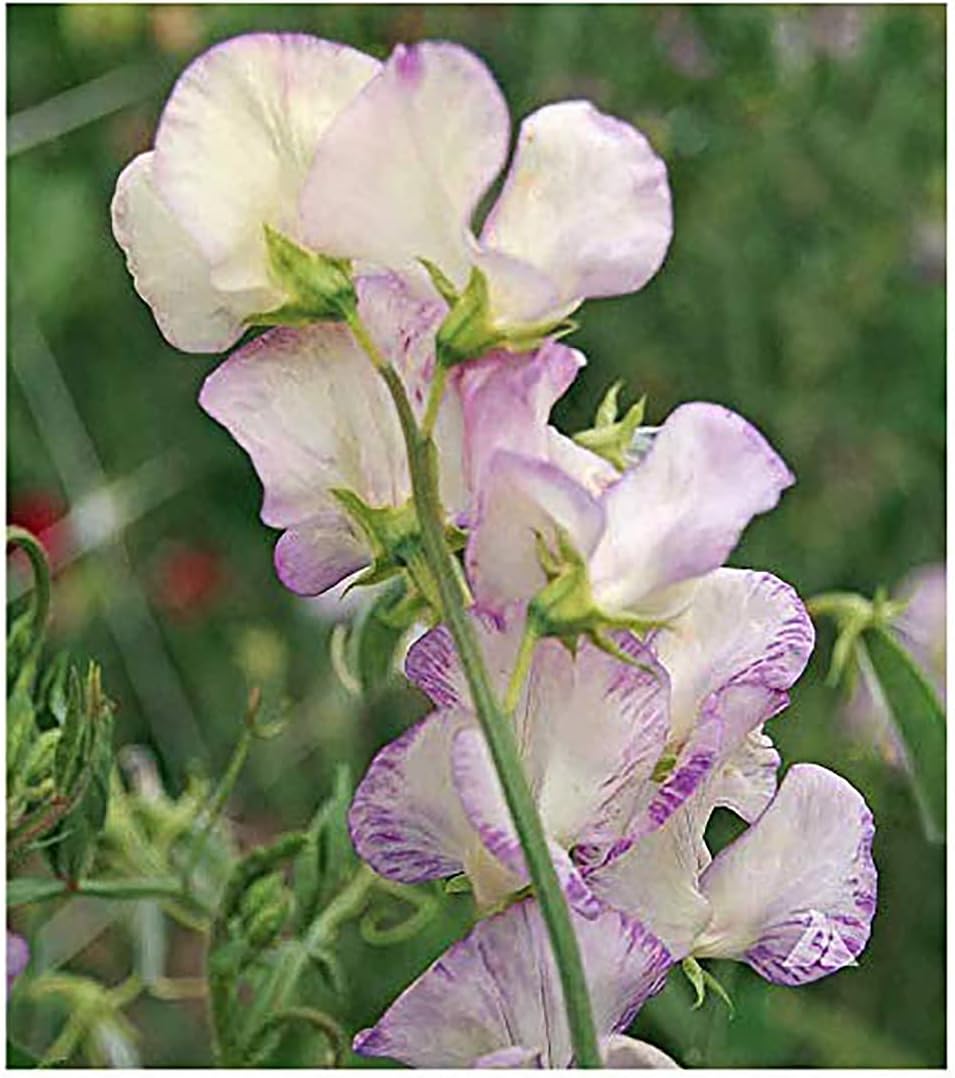 Premium White Scented Sweet Pea Seeds for Continuous Blooms