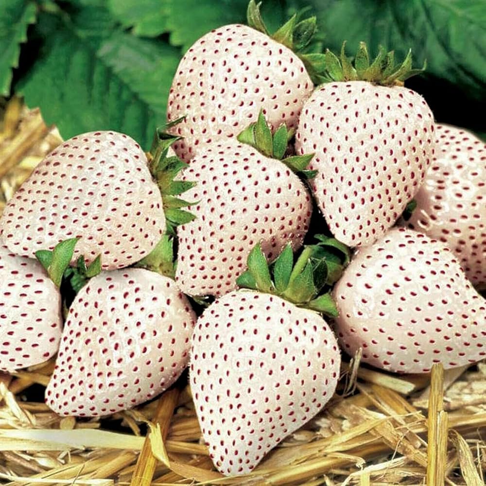 Premium white strawberry plant seeds for containers and garden beds