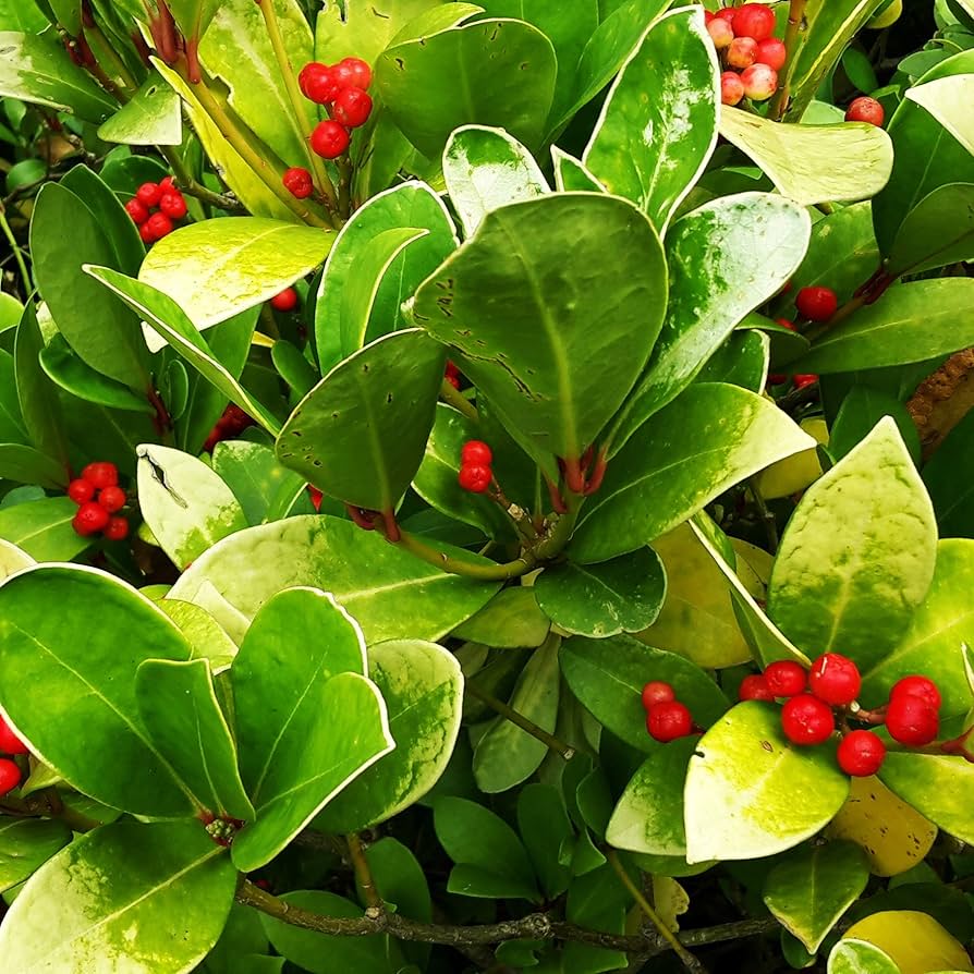 Premium wintergreen plant seeds for garden and containers