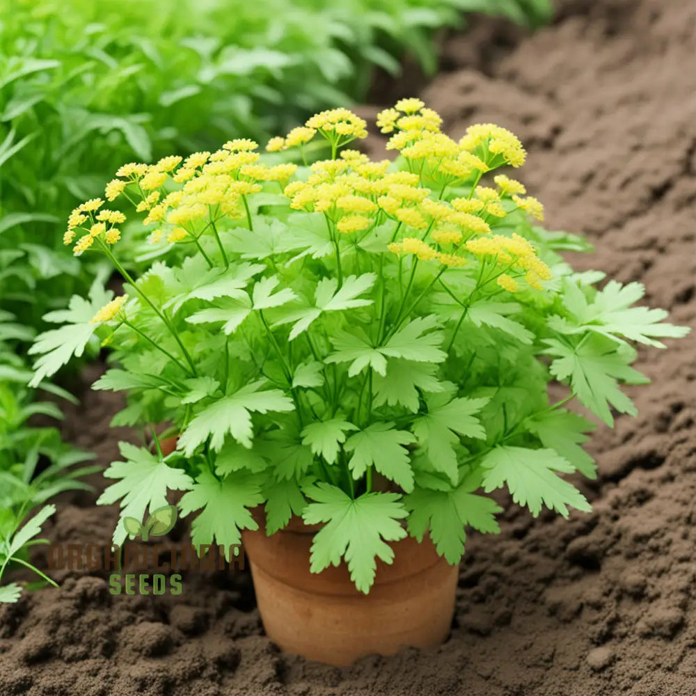 Premium Lovage Plant Seeds for Aromatic Herb Gardening