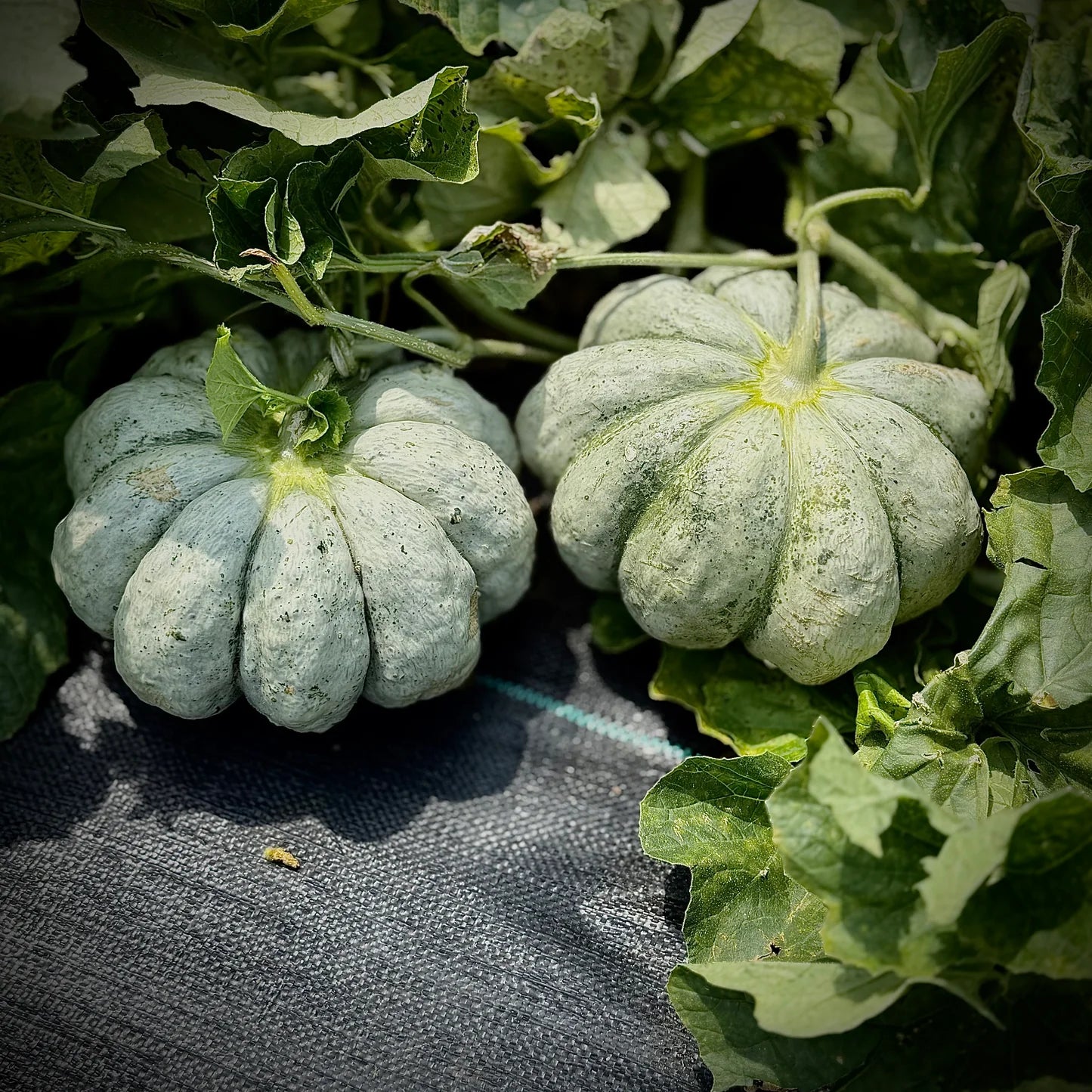 Prescott Fond Blanc Oka Melon Seeds for planting