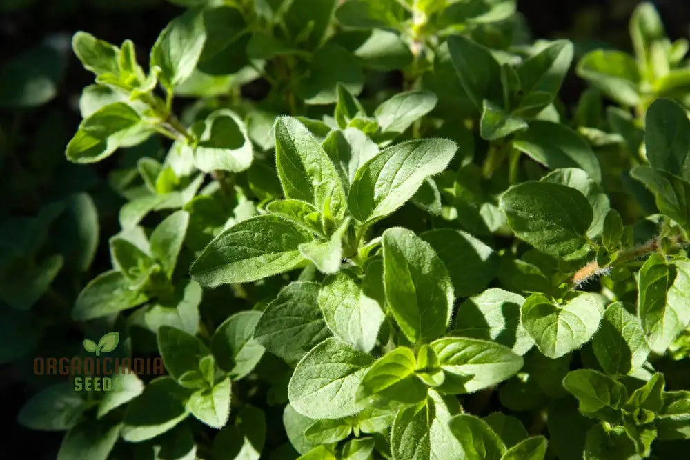 Prescott Fond Blanc Sweet Marjoram Plant Foliage from Seeds