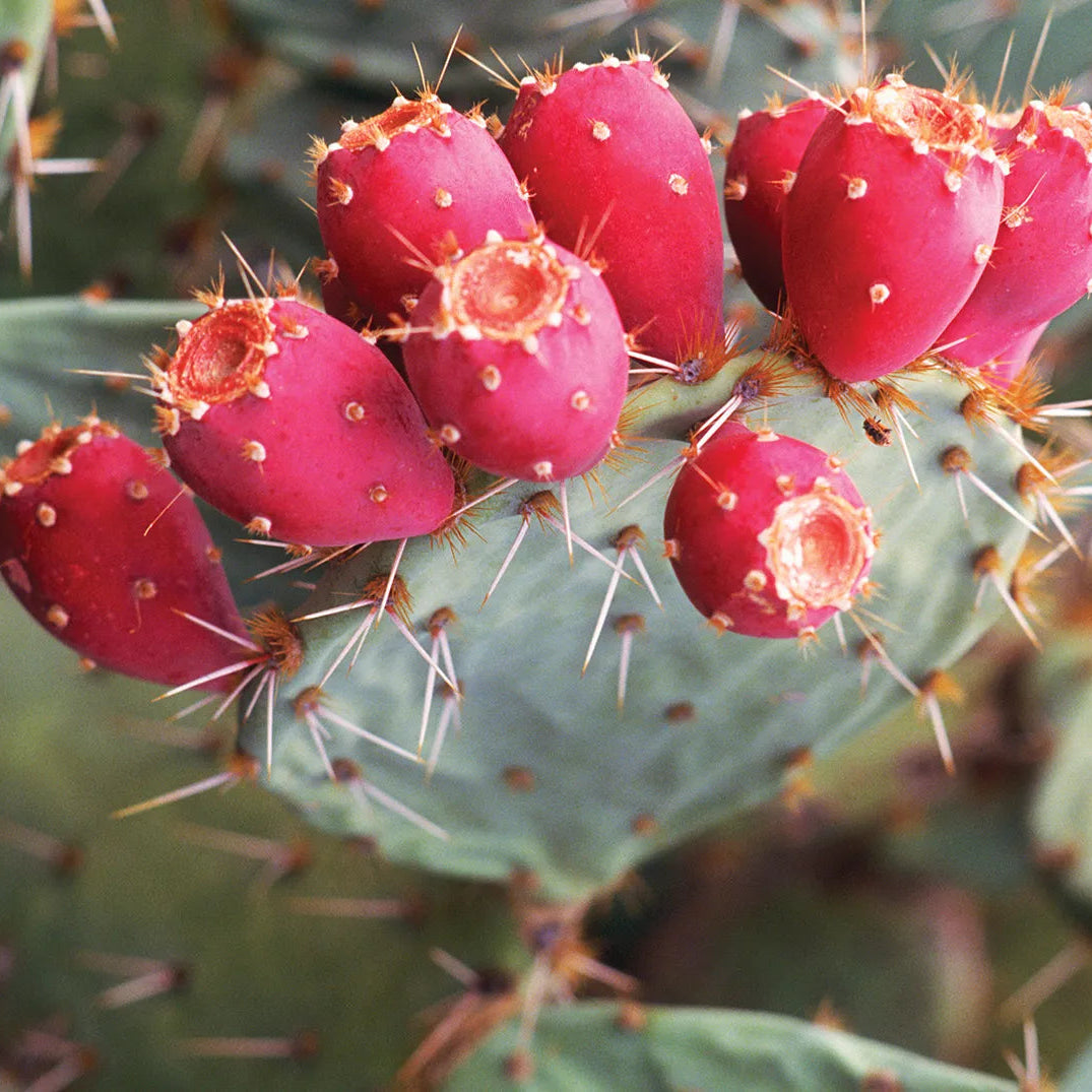 Prickly Pear Cactus Seeds for Planting