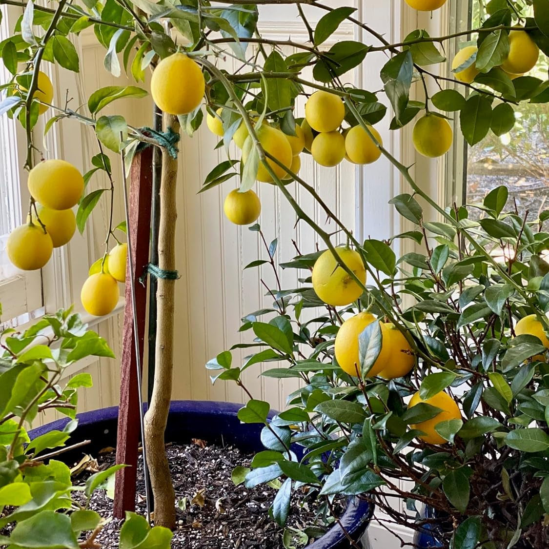 Primofiori Lemon Seeds for Planting