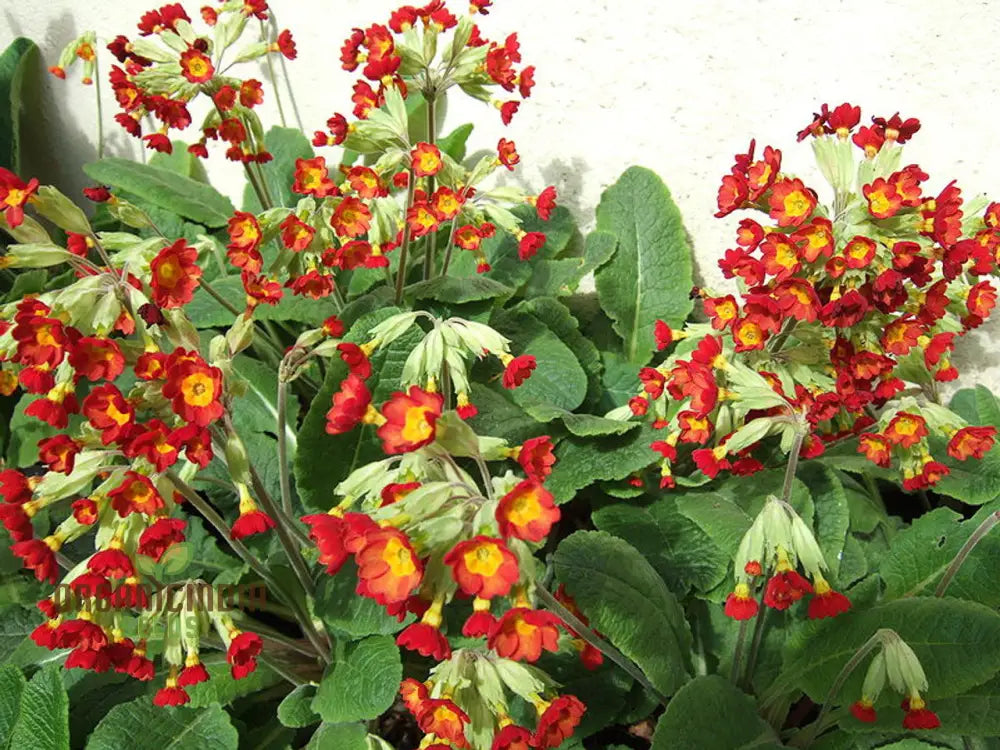 Primrose Veris â€™Sunset Red Coloursâ€™ Flower Seeds For Planting Vibrant Hues For Your Garden