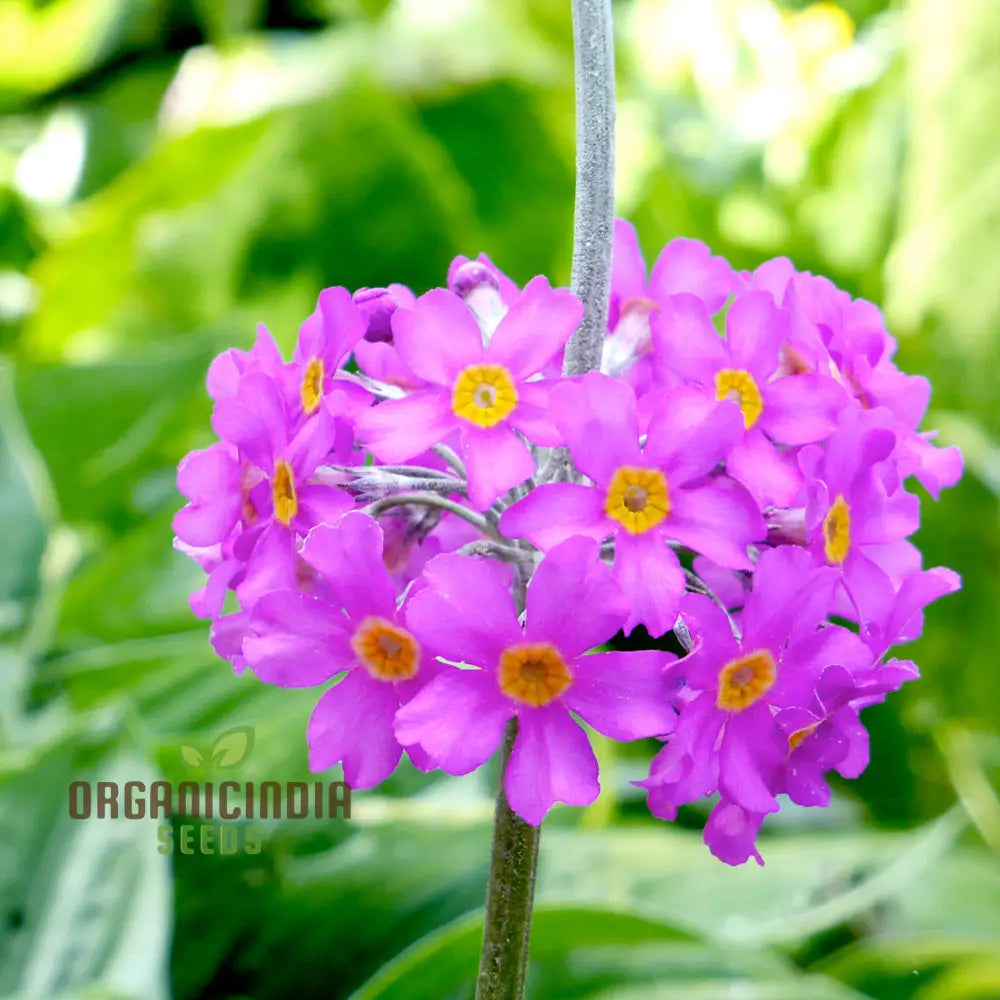 Primula Beesiana seeds packet for planting primrose garden flowers