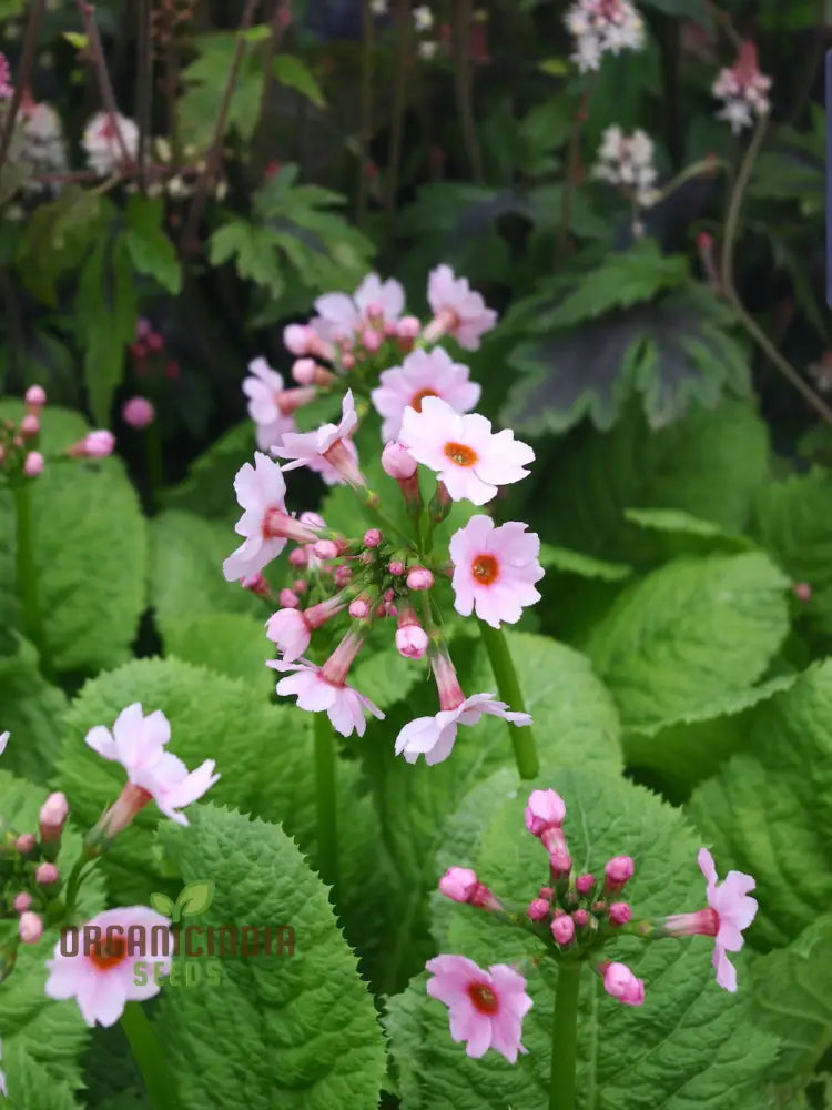 Primula Japonica â€™Appleâ€™ Flower Seeds For Planting Cultivating Charm And Color In Your Garden
