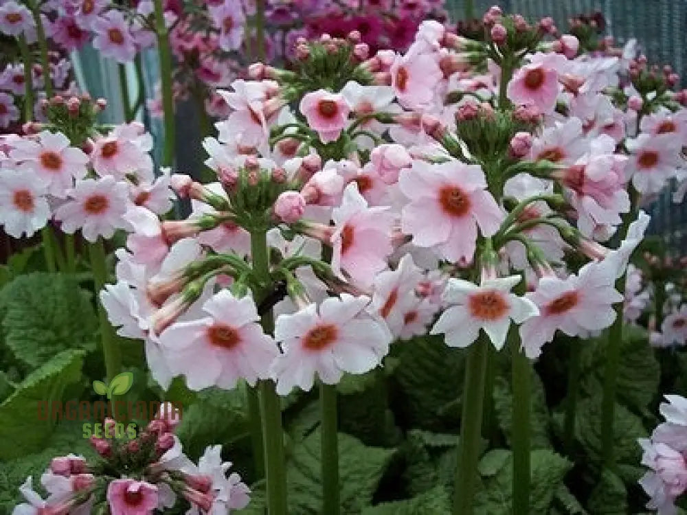 Primula Japonica Apple Flower Seeds for Planting
