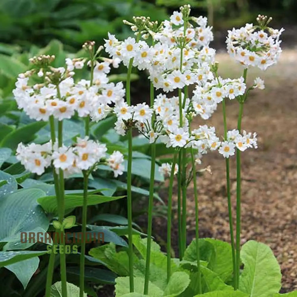 Primula Japonica â€™Postford Whiteâ€™ Flower Seeds For Planting Elegant White Blooms For Your Garden