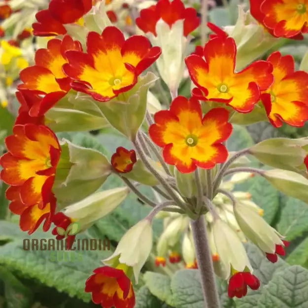 Primula Veris Sunset Red Colours seeds packet for planting vibrant primrose flowers