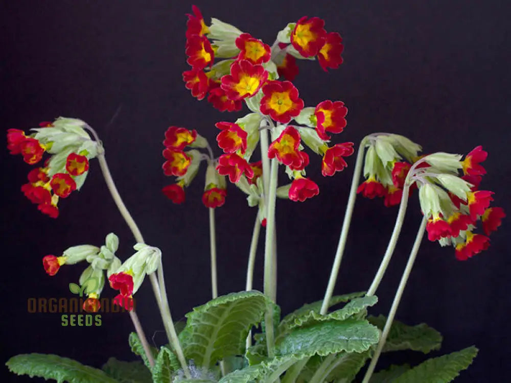 Primula Veris Sunset Red Colours seeds sprouting into young seedlings