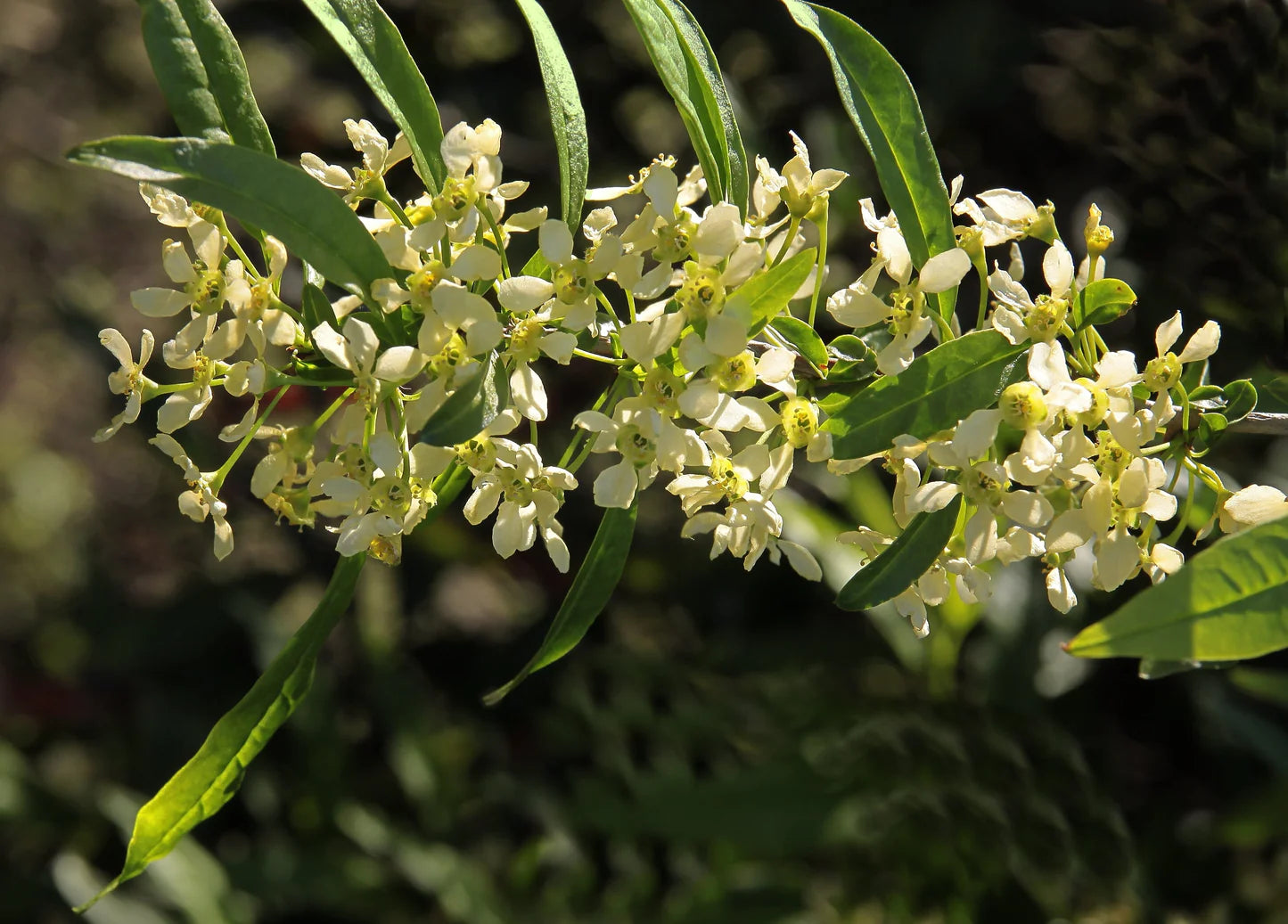 Prinsepia Shrub Used as Garden Hedge Border