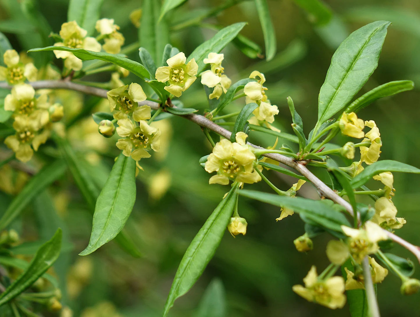Edible Red Berries on Prinsepia Plant