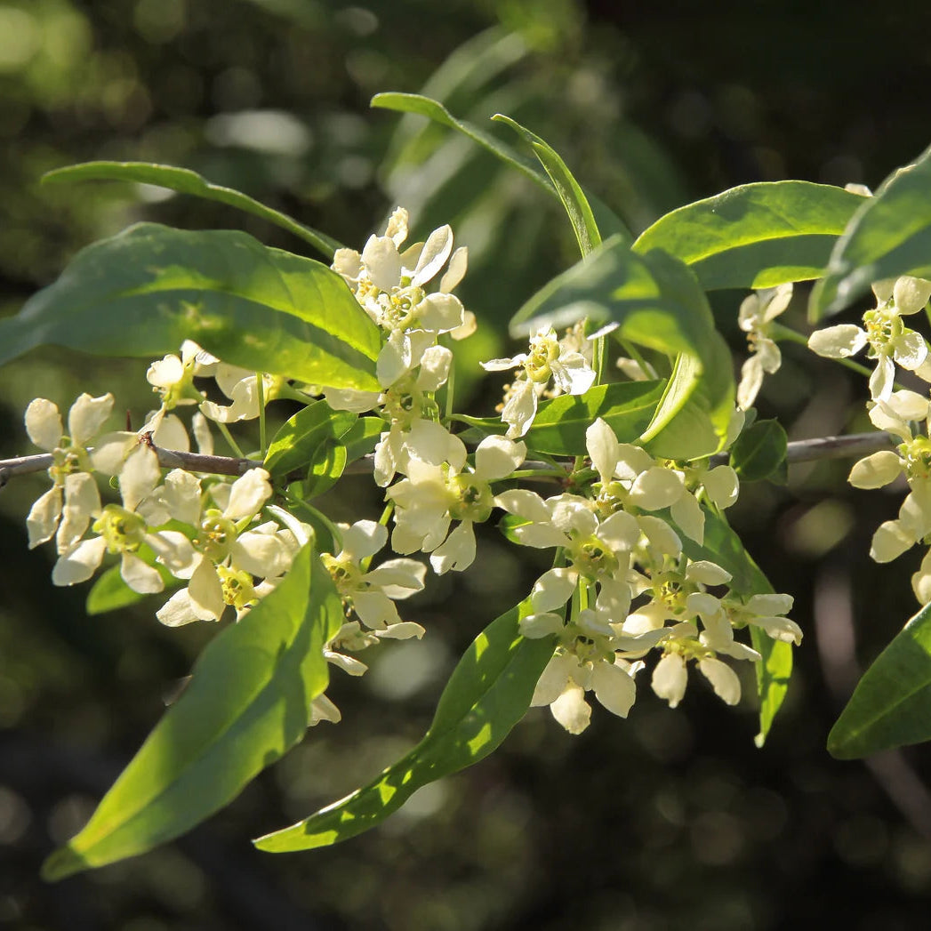 Prinsepia sinensis Seeds for Planting