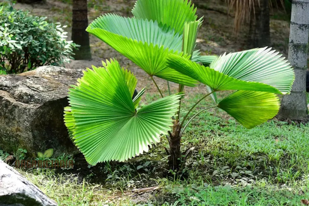 40 Graines De Gunnera - Plante Géante D'extérieur - Facile à Cultiver - Pour Jardin Ou Bonsaï - 6