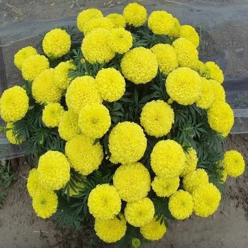 Lemon Yellow Marigold Flower Seeds, Bright & Cheerful Blooms for Gardens